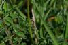 Tettigoniinae inconnu